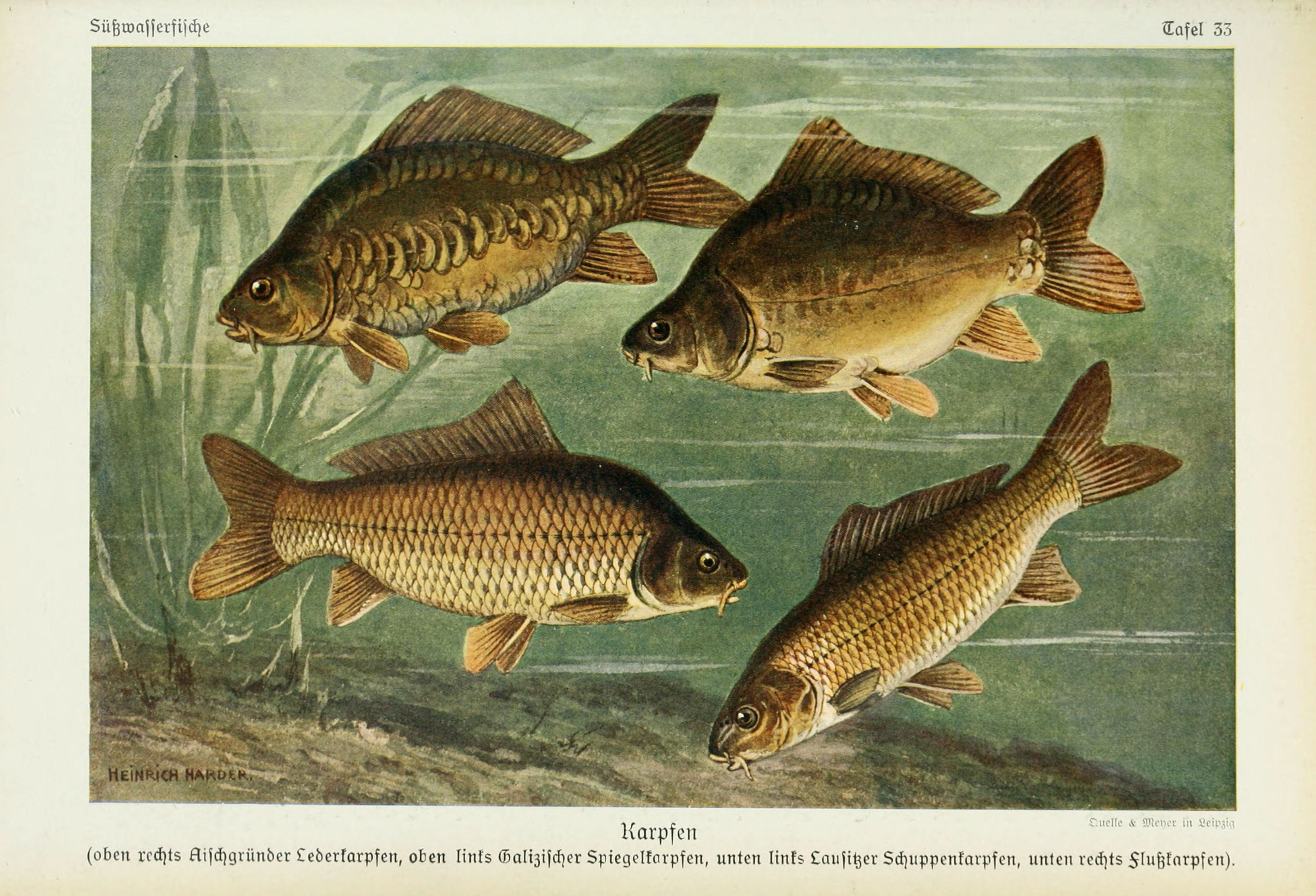 Illustration of four Carp fish
